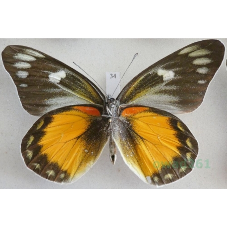 Delias zebuda Hewitson, 1862 male reverse Indonesia, Sulawesi34